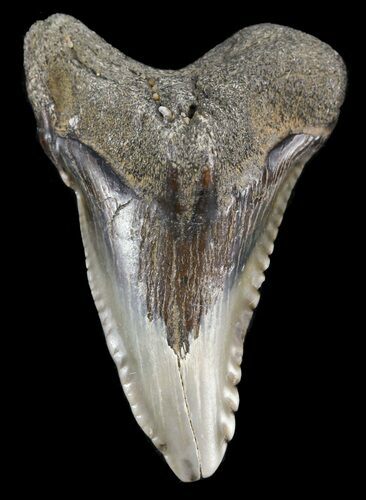 Bargain, Hemipristis Shark Tooth Fossil - Virginia #52059